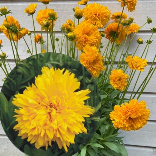 Coreopsis grandiflora 'Solena Double Gold' - Suureõieline neiusilm 'Solena Double Gold' C1,5/1,5L